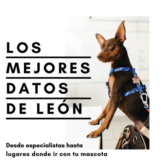 Los Top 5 de León 🐶✨ - La Recova de León