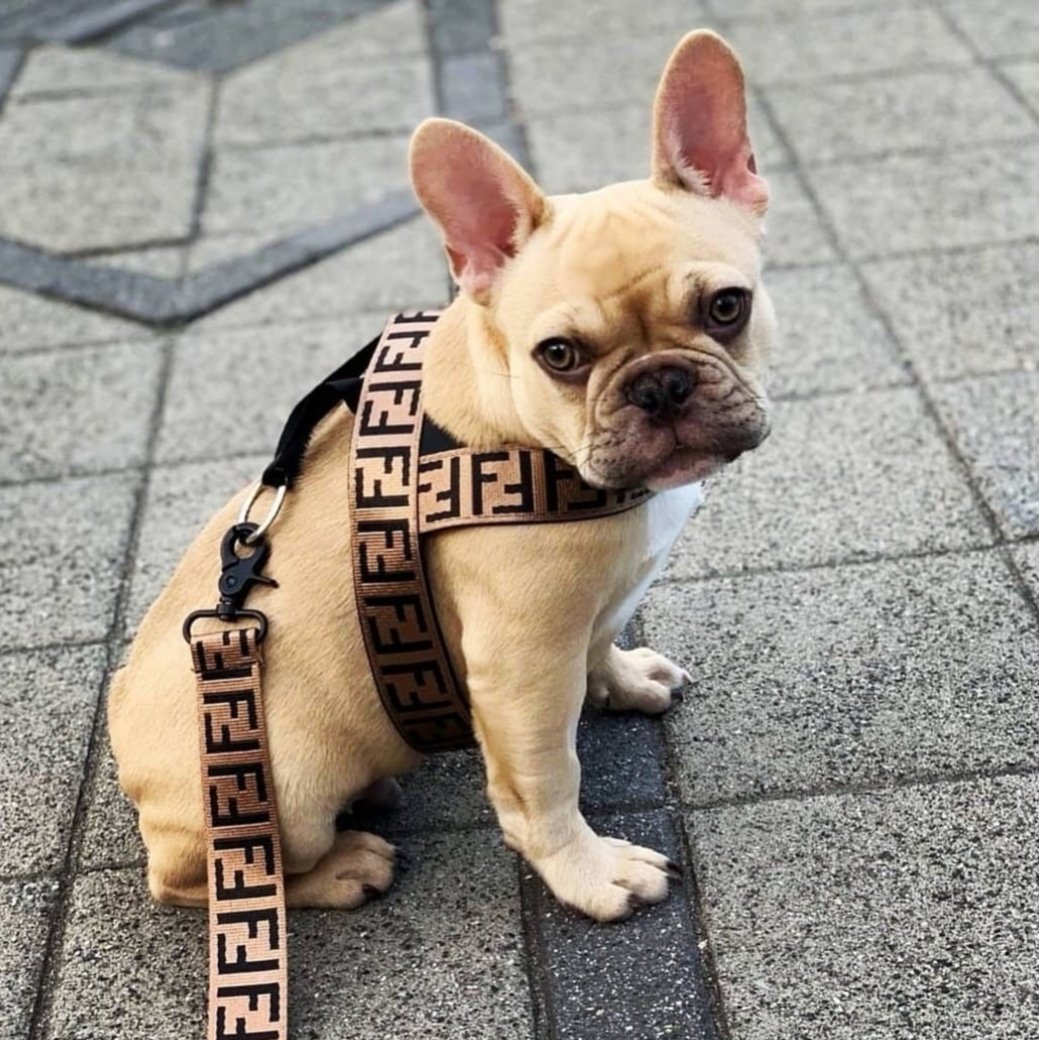 Frenchie con arnés Fendi Chile