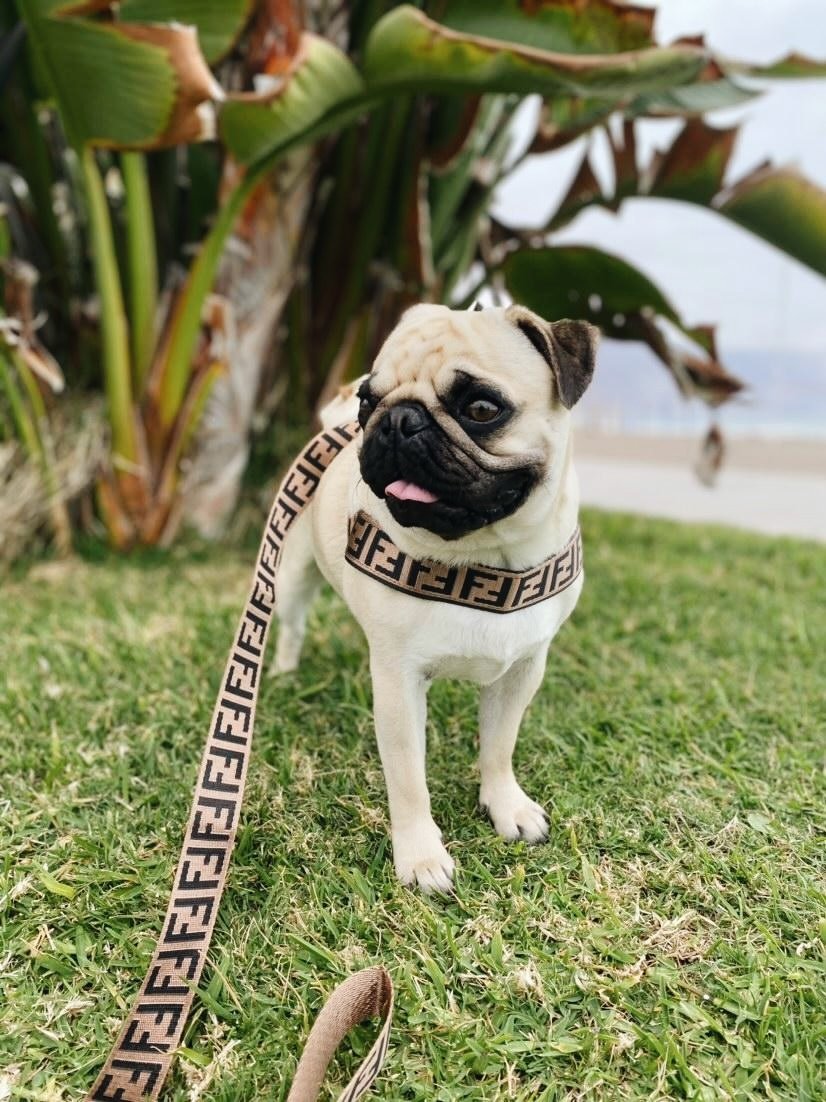 Pug con arnes Fendi La Recova de León Chile